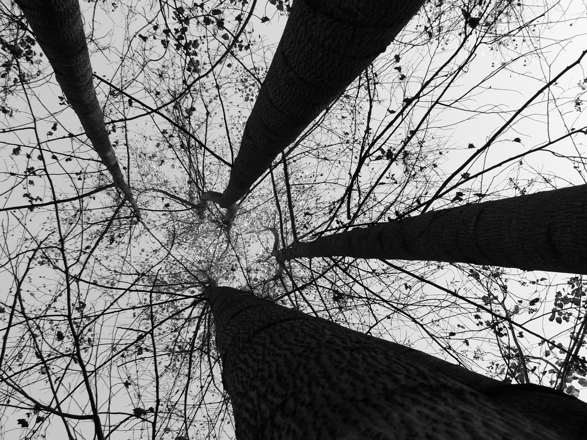 A picture in a forest looking up at the sky.